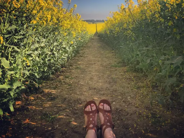 Sonniger Feldweg. Ruhe finden. 💛